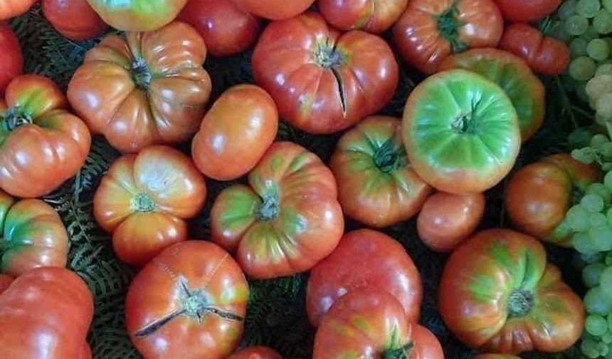 Osmaniye’de Organik Domates Hasadı Yüzleri Güldürüyor