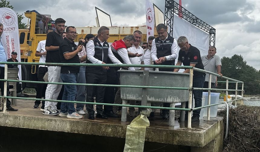 Samsun'da nesli tehlike altındaki mersin balığı yavruları Yeşilırmak'a salındı