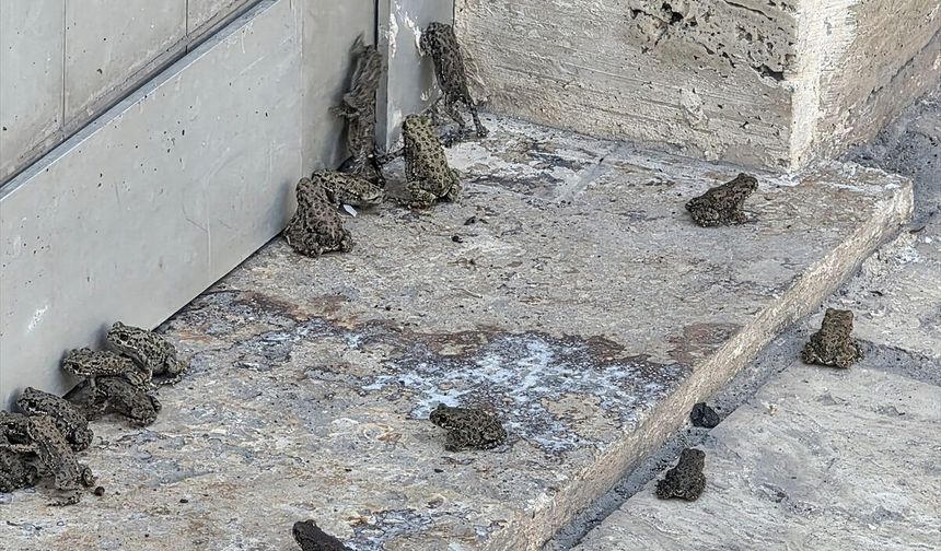 Sivas'ta sağanak sonrası kara yolu ve akaryakıt istasyonunda kurbağa yoğunluğu gözlendi