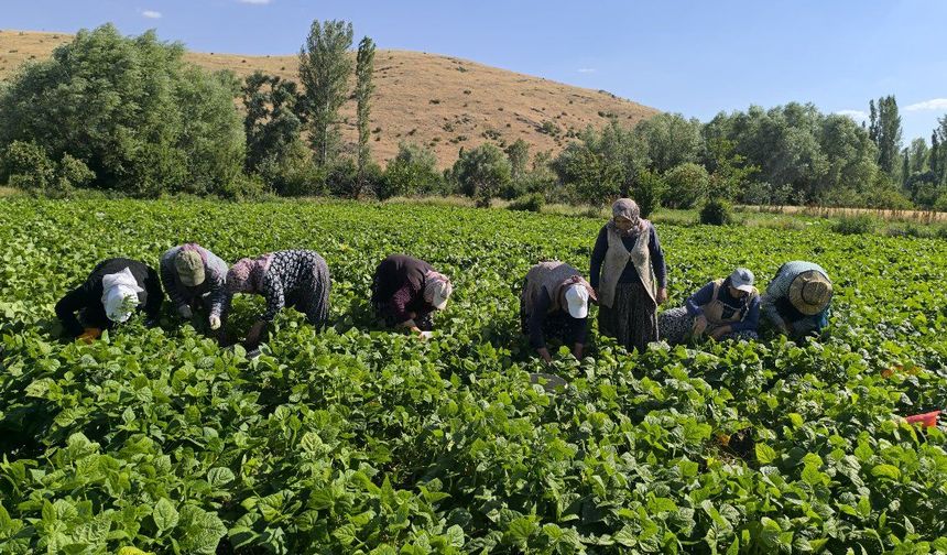 Tarlalarda Hasat Mesaisi Başladı Fasulyenin Kilosu 60 Lira