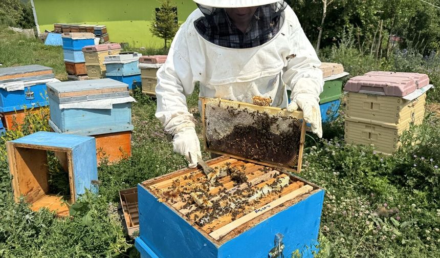 Tescilli Ardahan çiçek balında kovanların bal depolama kapasitesi artırılıyor