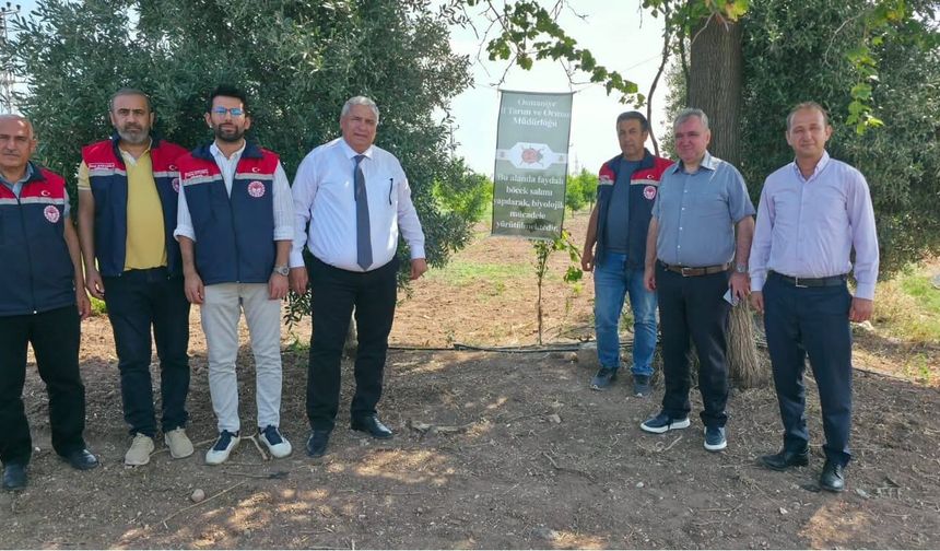 Toprakkale'de narenciyeye faydalı böcek desteği başladı