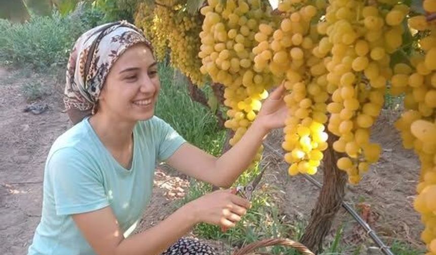 Sultaniye Üzümü İhracatta Türkiye'nin Gururu