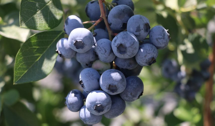 Yalova'da kurulu Alova Farm'da yaban mersini hasadı sürüyor