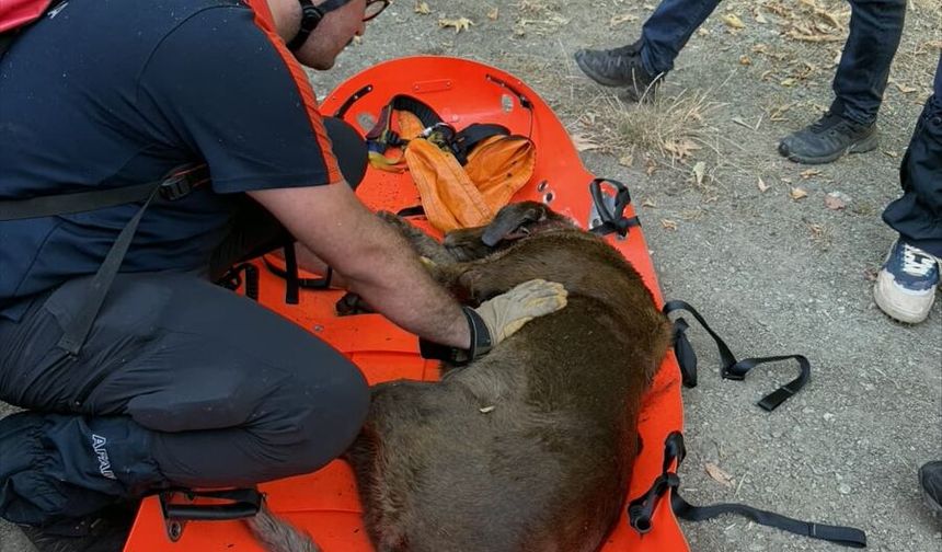 Yalova'da su kuyusunda mahsur kalan köpek kurtarıldı