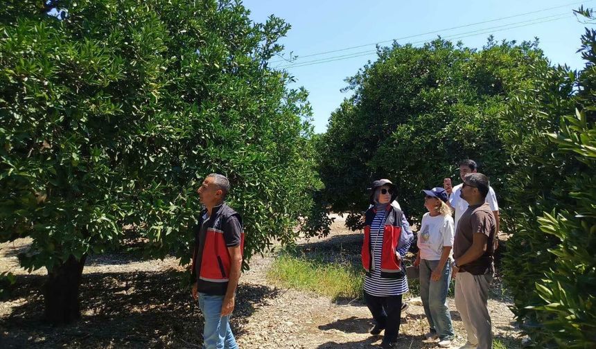 Antalya'da Turunçgil Rekoltesi İçin Saha Mesaisi