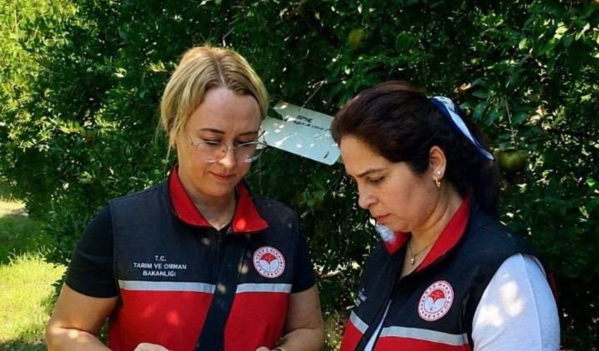 Demre ve Kumluca'da Meyve Sineğine Yakın Takip