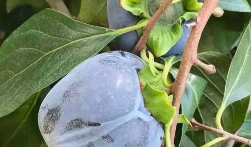 Kadirli’de Siyah Hurma İçin Yeni Tür Çalışması