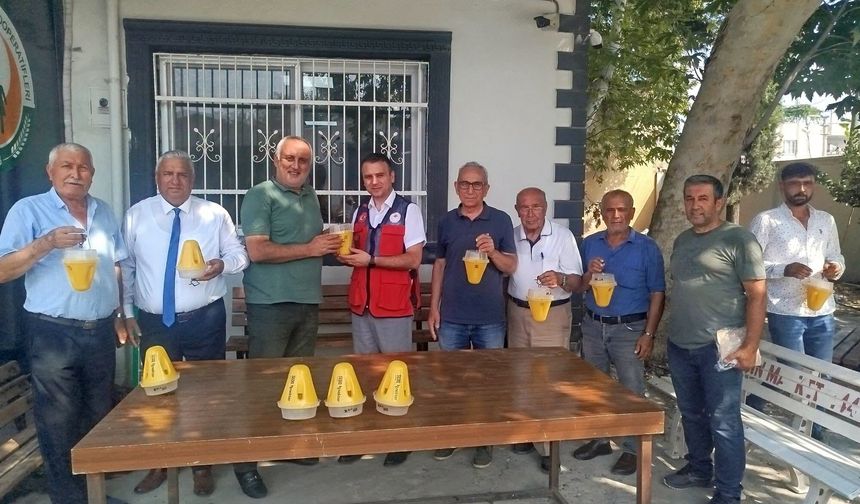 Osmaniye’de narenciye üreticilerine sinek uyarısı