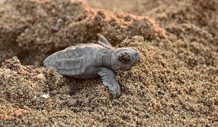 Caretta Caretta Yavruları Akdeniz’e İlk Adımlarını Attı