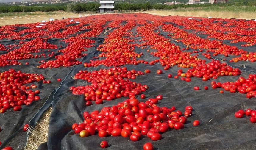 Malatya’da tarlalar kırmızıya boyandı