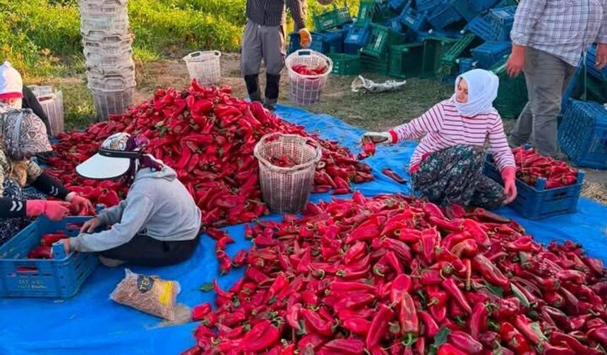 Adana'da Alçalık Biber Hasadı Hız Kesmiyor