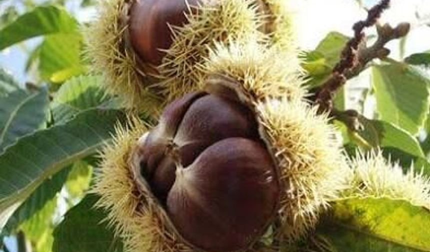 Sokakta Kokusu, Ağaçta Görünümü Şaşırtıyor! Kestane Nasıl Yetişiyor?