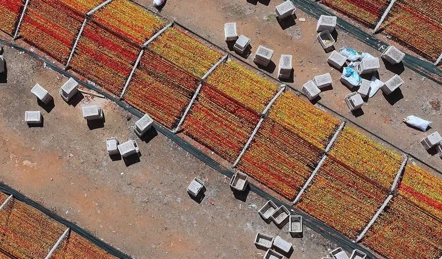 Kurutmalık Sezonunda Gaziantep Tepeleri Renk Cümbüşüne Döndü