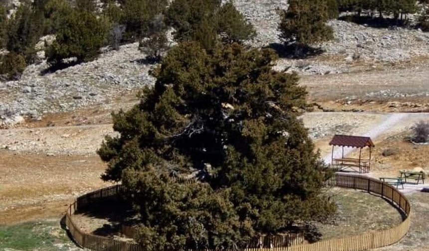 Konya'daki 2 Bin Yıllık Ağıl Ardıç İçin Toros Dağları Sayfasından Doğa Çağrısı