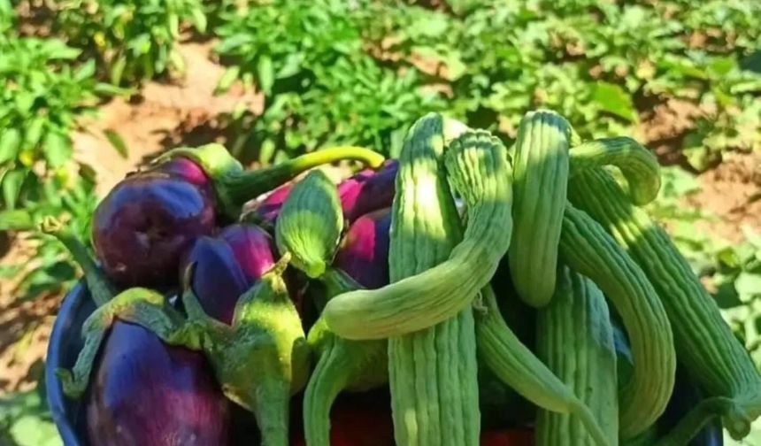 Hatay’da Mevsimin Güzellikleri Sofralara Taşınıyor