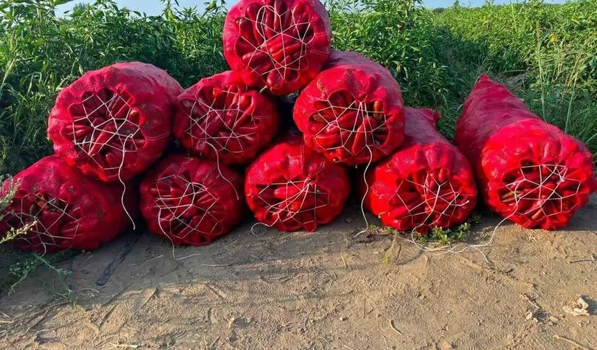 Karaisalı’da Salçalık Biber Tarladan Evlere Ulaşıyor