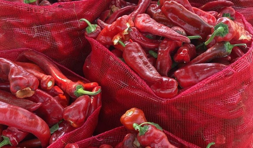 Karaisalı’nın Salçalık Biberinde Hasat Bereketi