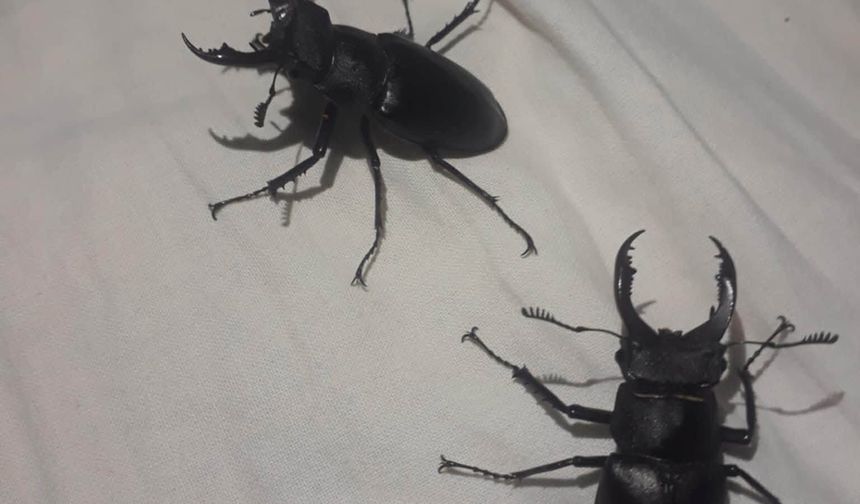 Koruma Altındaki Geyik Böceği Kadirli'de Görüntülendi