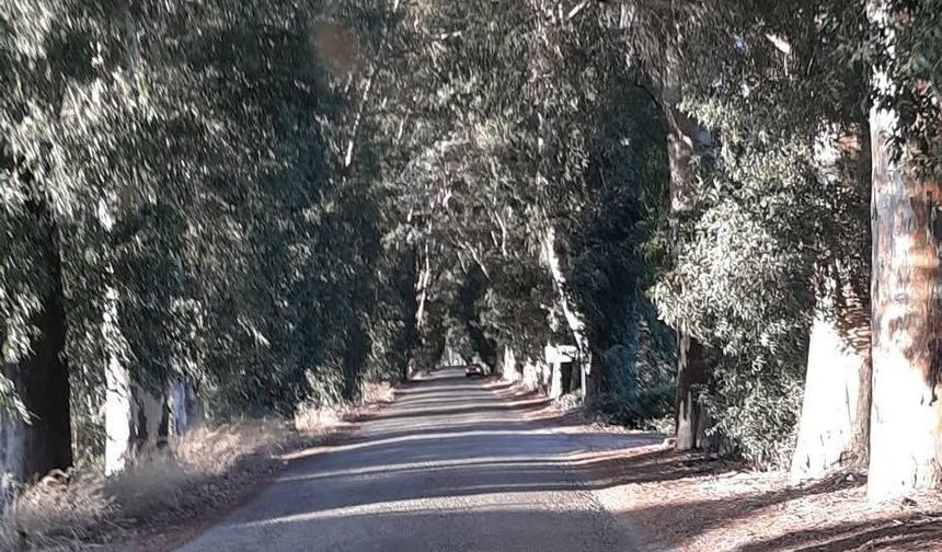 Muğla’da Okaliptüs Ağaçlı Yol Akçapınar’a mı Uzuyor?