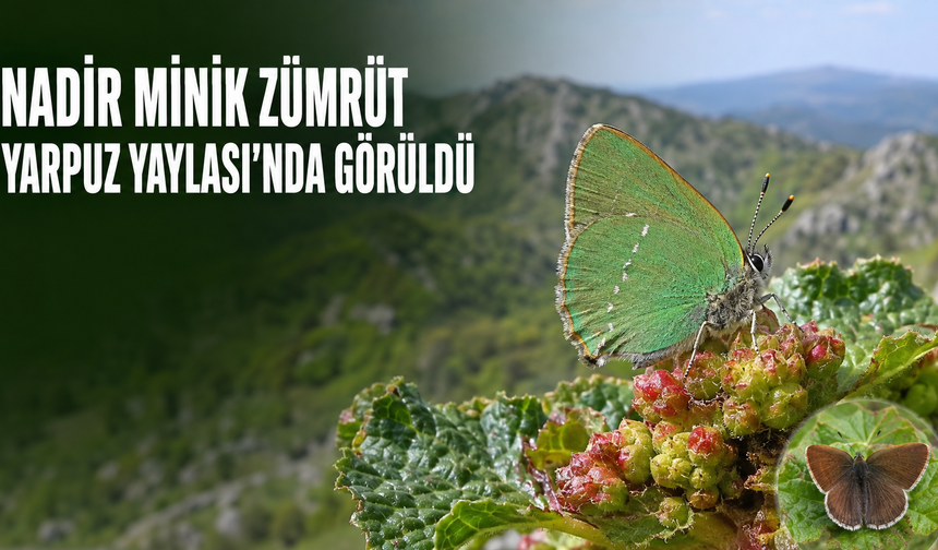 Nadir Minik Zümrüt Osmaniye Yarpuz Yaylası’nda Görüldü
