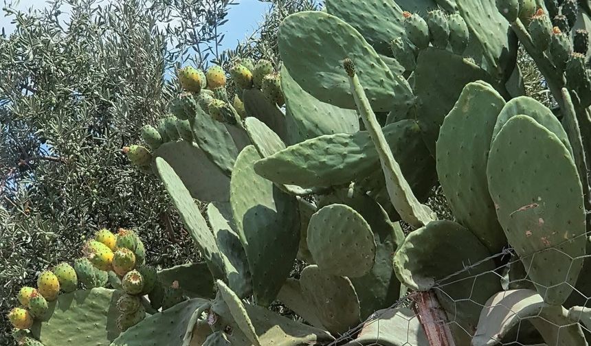 Pabuç İnciri Hasadı Emek İstiyor, Lezzetiyle Ödüllendiriyor