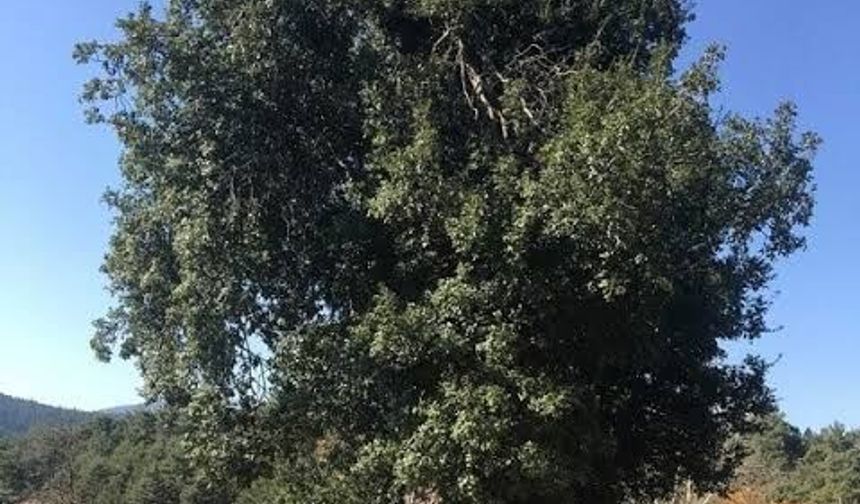Pırnal Meşesi Nedir? Akdeniz’in Zorlu Koşullarına Dayanan Özel Ağaç Türü