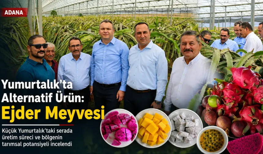 Adana Yumurtalık’ta Alternatif Ürün: Ejder Meyvesi