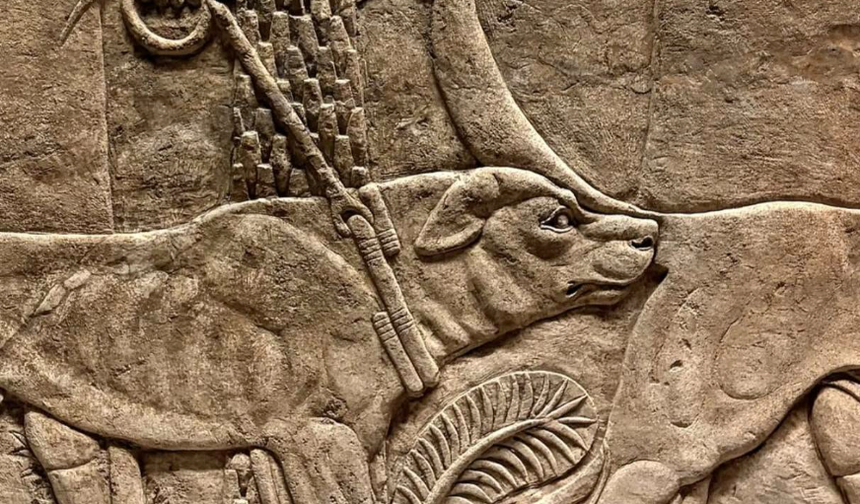 2.600 Yıl Öncesine Ait! Asurluların Av Köpekleri Kabartmada Ortaya Çıktı
