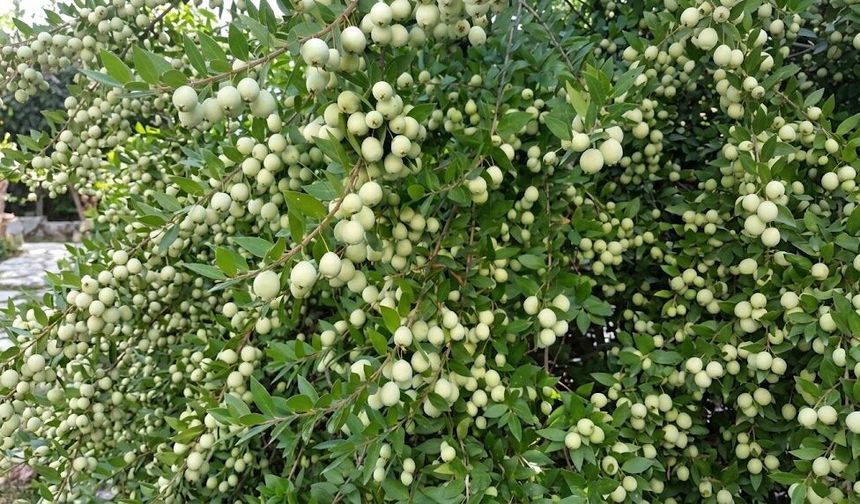 Osmaniye’de Hambelis Zamanı Başladı