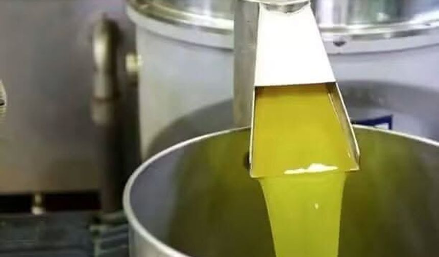 Hatay’da Zeytin Hasadı Bereket Duasıyla Başladı