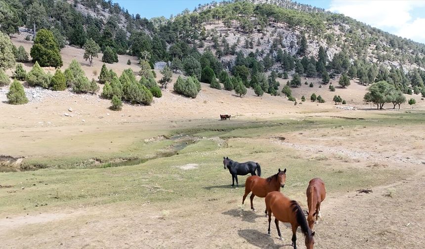 Isparta'nın yaylalarındaki yılkı atları havadan görüntülendi