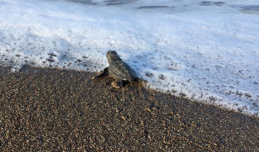 İtalya'da kurtarılan caretta caretta, Muğla sahilinde yumurtladı
