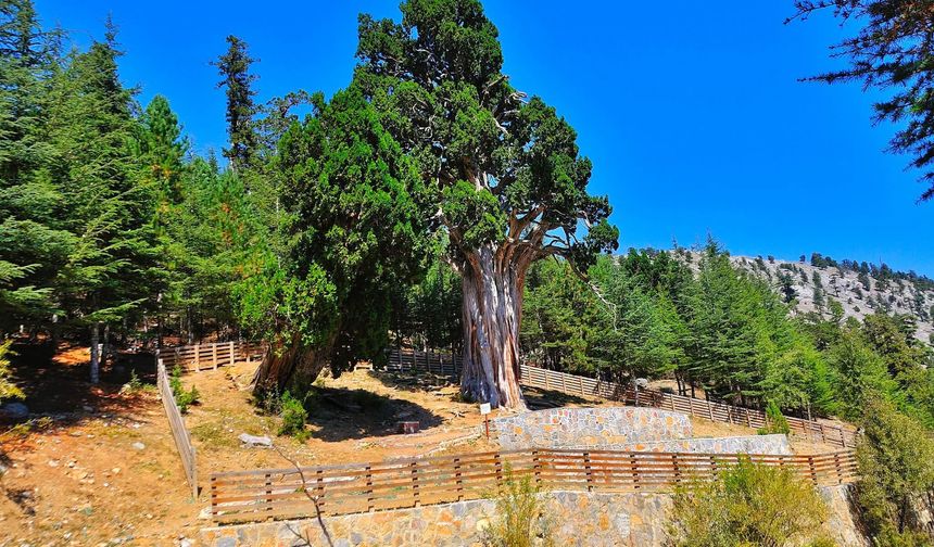 Mersin Çamlıyayla’nın 1131 Yıllık Sessiz Tanığı: Ana Ardıç