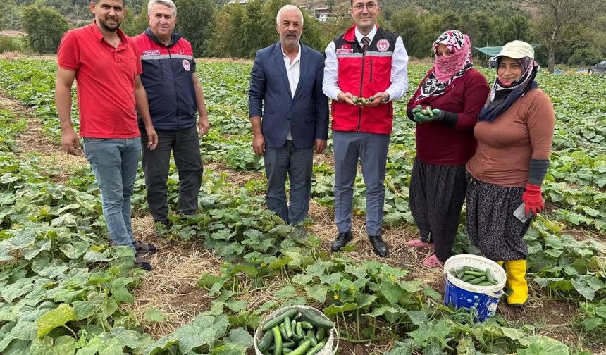 Osmaniye Hasanbeyli’de Salatalık Hasadına Kaymakam Katıldı