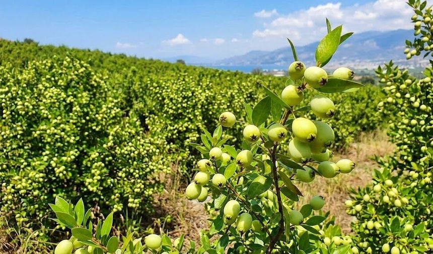 Osmaniye’de Akdeniz’in Kokulu Hazinesi Murt Dikkat Çekiyor