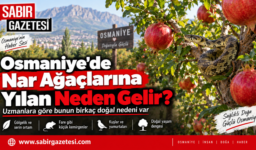 Osmaniye’de Nar Ağaçlarına Yılan Neden Gelir?