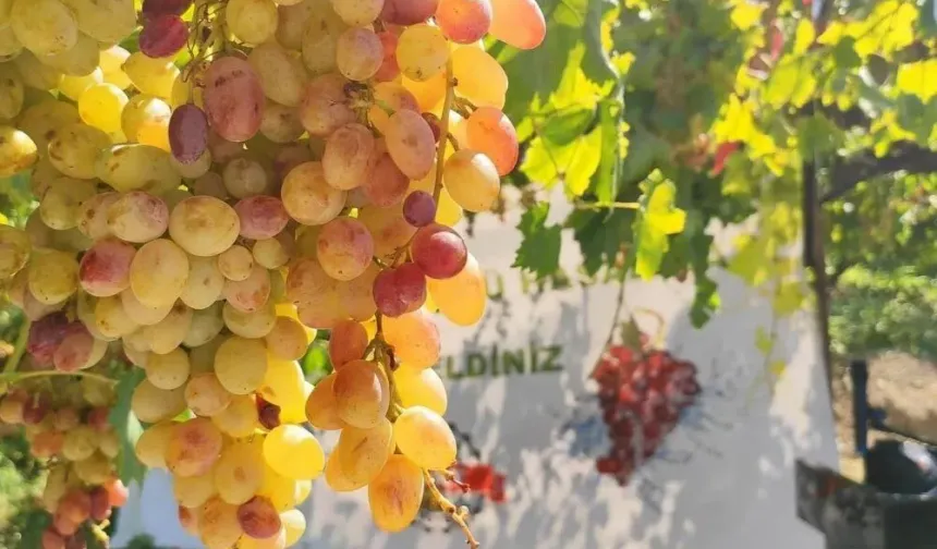 Siirt’te Tayfi Üzümü Hasadı Başladı