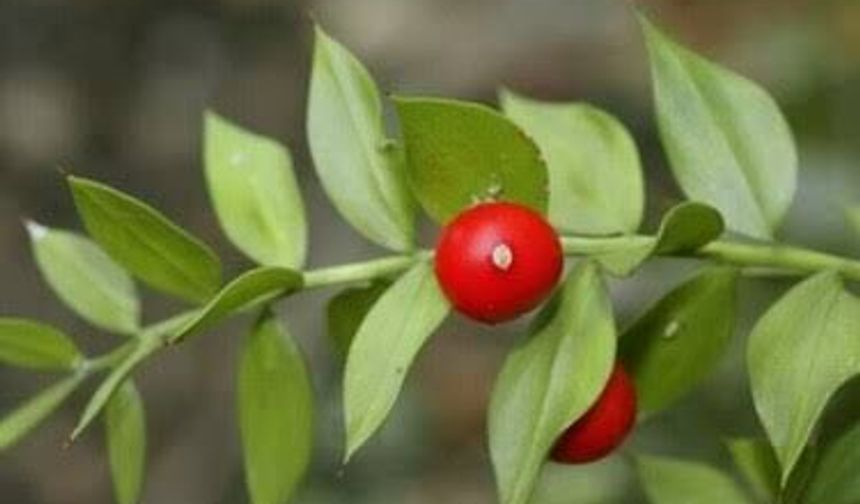 Tavşanmemesi Nedir? Kırmızı Meyvelerinin Ardındaki Botanik Gerçek