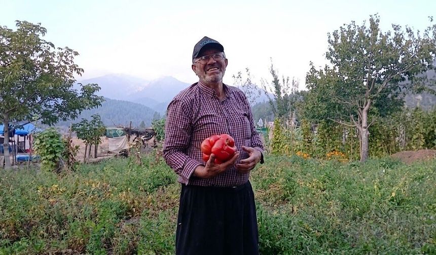 Kadirli’de 2 Kiloluk Ata Tohumu Domates Şaşırttı
