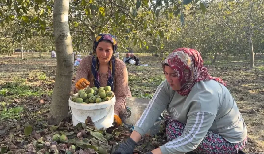 Osmaniye’de Ceviz Hasadı Başladı: Rekolte Düştü