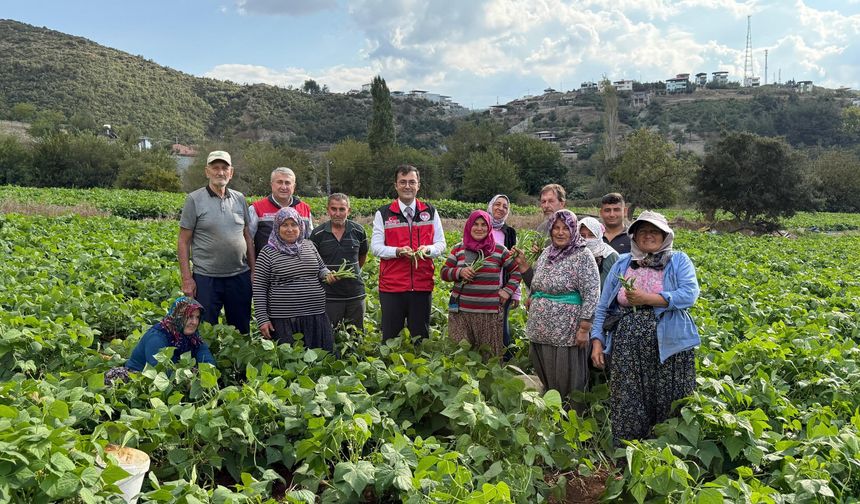 Osmaniye Hasanbeyli’de Fasulye Hasadı Başladı