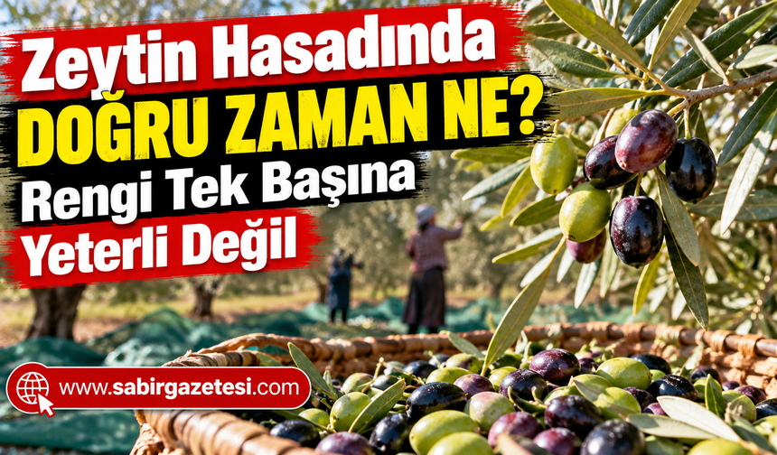 Zeytin Hasadında Doğru Zaman Ne? Rengi Tek Başına Yeterli Değil
