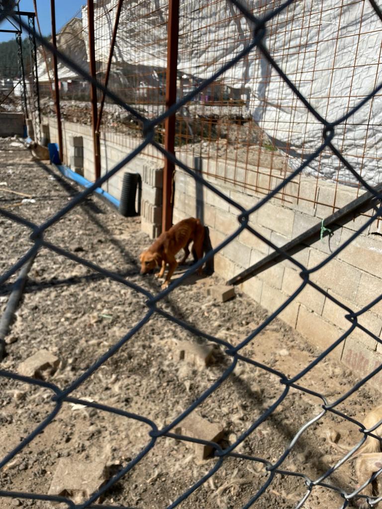 Bahçe İlçesinde  Bulunan Hayvan Barınağıın Içler Acısı Durumu Görüntülendi (4)