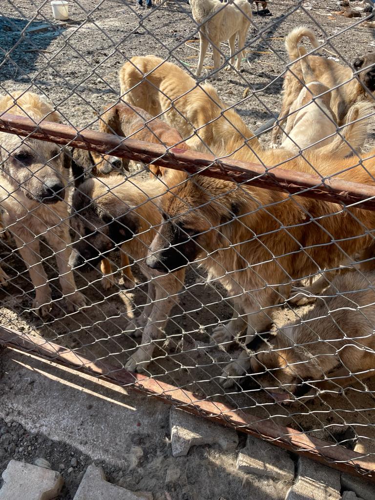 Bahçe İlçesinde  Bulunan Hayvan Barınağıın Içler Acısı Durumu Görüntülendi (5)