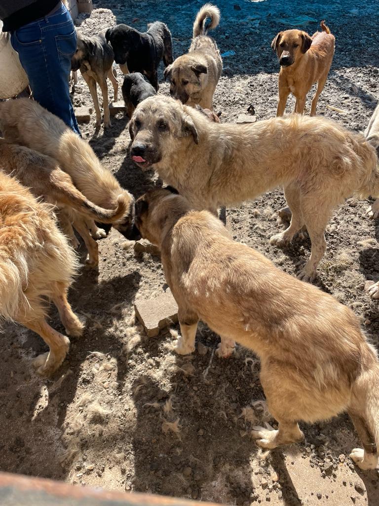Bahçe İlçesinde Bulunan Hayvan Barınağıın Içler Acısı Durumu Görüntülendi (6)