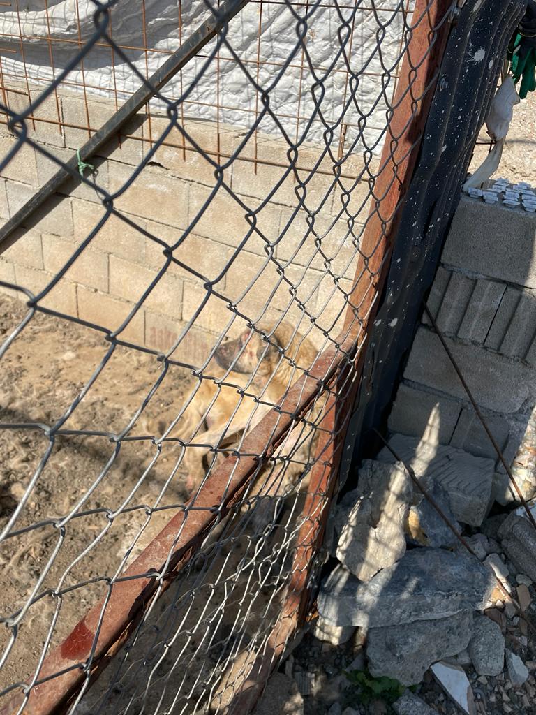 Bahçe İlçesinde Bulunan Hayvan Barınağıın Içler Acısı Durumu Görüntülendi (7)