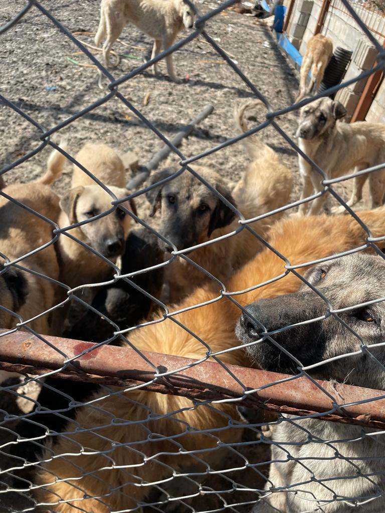 Bahçe İlçesinde Bulunan Hayvan Barınağıın Içler Acısı Durumu Görüntülendi (8)