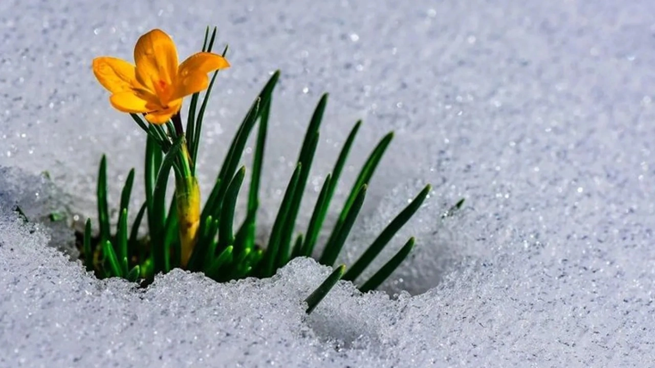 İlkbaharın Habercisi İlk Cemre Bugün Düştü Ve Doğanın Uyanışı Başladı (1)-1