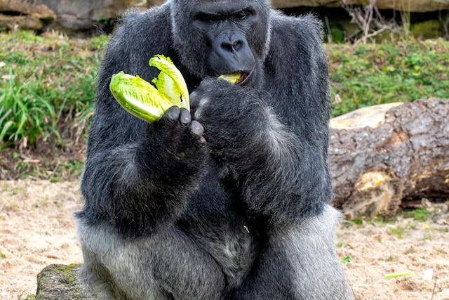 Goril Afrika